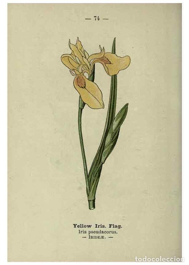 Coleccionismo de revistas y peri&oacute;dicos: Reproducci&oacute;n/Reproduction 8747776580: Wayside and woodland blossoms :. London ;F. Warne,1895. - Step