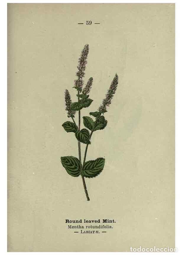 Sammeln von Zeitschriften und Zeitungen: Reproducci&oacute;n/Reproduction 8746649937: Wayside and woodland blossoms :. London ;F. Warne,1895. - Step