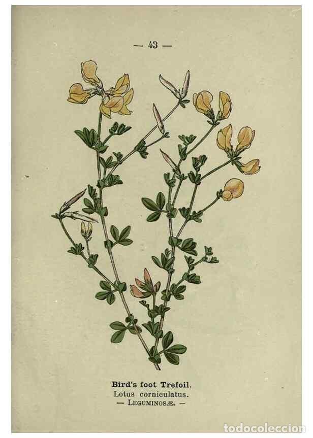 Collectionnisme de Revues et Journaux: Reproducci&oacute;n/Reproduction 8747761592: Wayside and woodland blossoms :. London ;F. Warne,1895. - Step