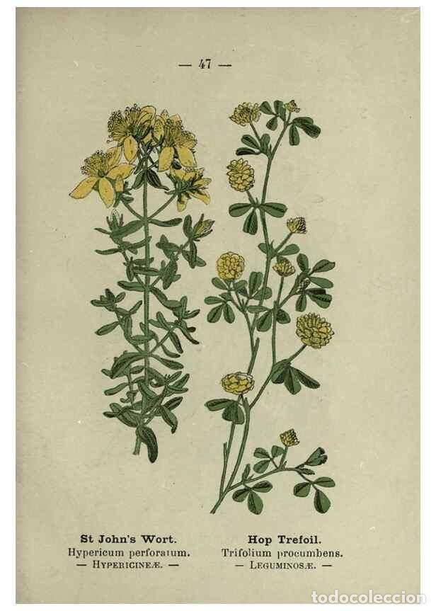 Collectionnisme de Revues et Journaux: Reproducci&oacute;n/Reproduction 8747763802: Wayside and woodland blossoms :. London ;F. Warne,1895. - Step