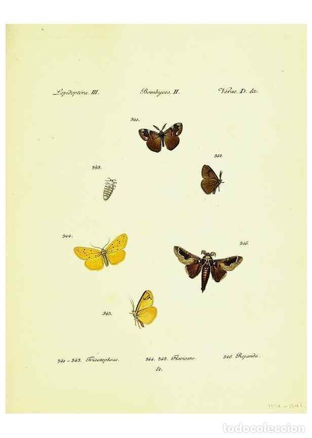 Sammeln von Zeitschriften und Zeitungen: Reproducci&oacute;n/Reproduction 9099430507: H&uuml;bner's papilio. S.l. :s.n.,1796-1841 - H&uuml;bner, Jacob,
