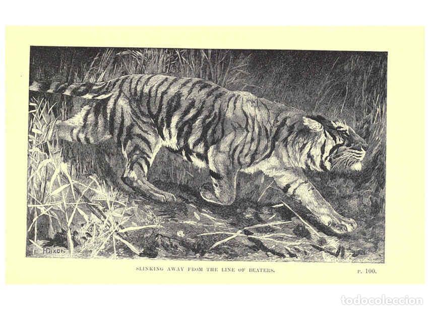 Coleccionismo de Revistas y Peri&oacute;dicos: Reproducci&oacute;n/Reproduction 6505682005: Wild beasts and their ways London,Macmillan and co.,1890 - Sam