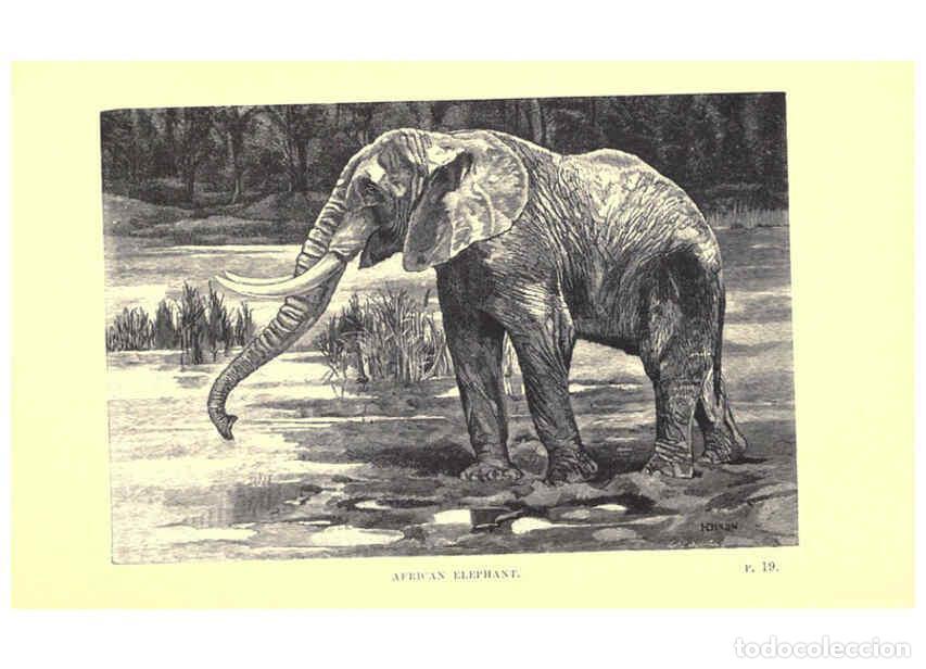 Coleccionismo de Revistas y Peri&oacute;dicos: Reproducci&oacute;n/Reproduction 6505680261: Wild beasts and their ways London,Macmillan and co.,1890 - Sam