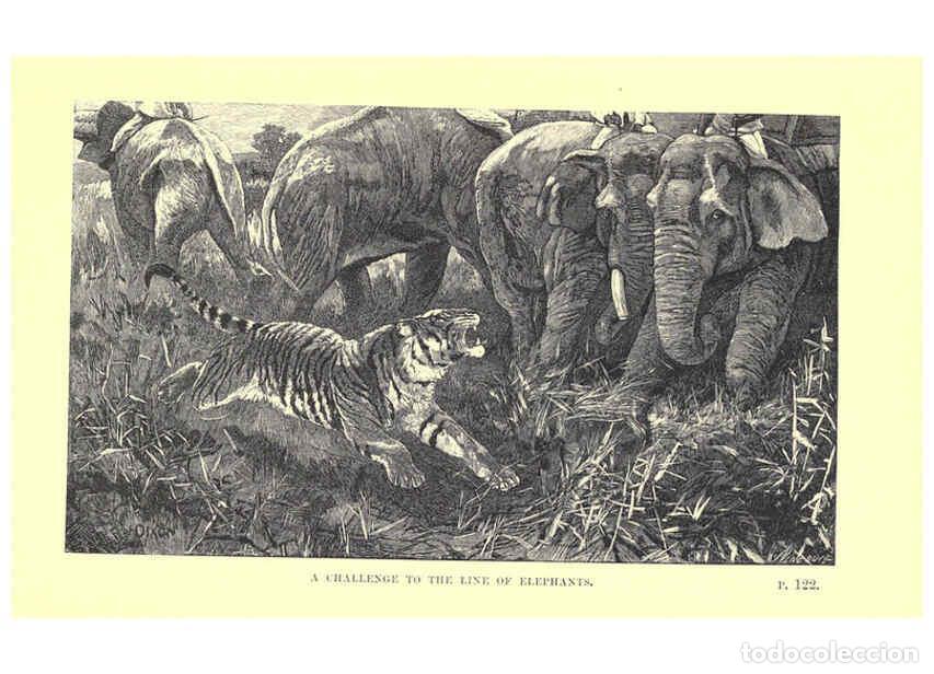 Collection Magazines and Newspapers: Reproducci&oacute;n/Reproduction 6505682937: Wild beasts and their ways London,Macmillan and co.,1890 - Sam