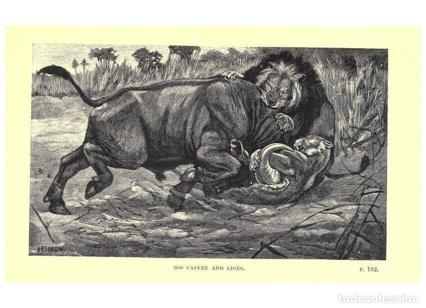 Coleccionismo de Revistas y Peri&oacute;dicos: Reproducci&oacute;n/Reproduction 6505684989: Wild beasts and their ways London,Macmillan and co.,1890 - Sam