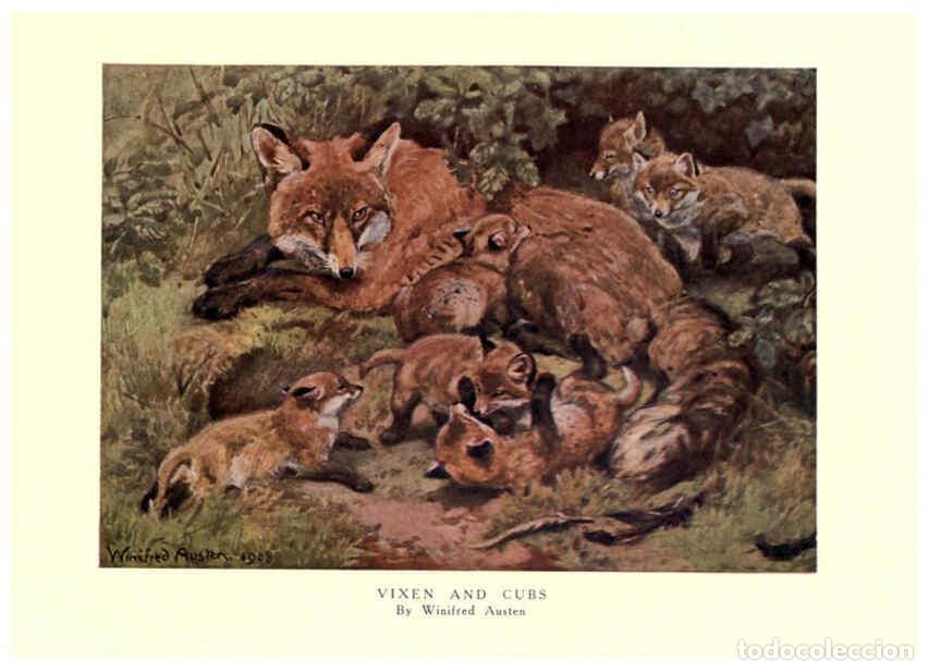 Coleccionismo de revistas y peri&oacute;dicos: Reproducci&oacute;n/Reproduction 6505645901: The wild beasts of the world. v.1. London :T. C. & E. C. Jack,