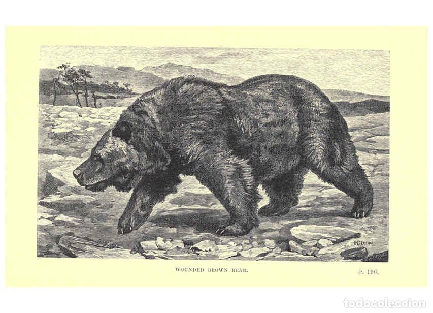 Sammeln von Zeitschriften und Zeitungen: Reproducci&oacute;n/Reproduction 6505685715: Wild beasts and their ways London,Macmillan and co.,1890 - Sam