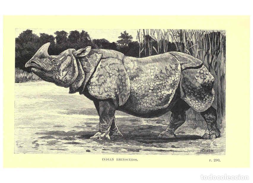 Colecionismo de Revistas e Jornais: Reproducci&oacute;n/Reproduction 6505688029: Wild beasts and their ways London,Macmillan and co.,1890 - Sam