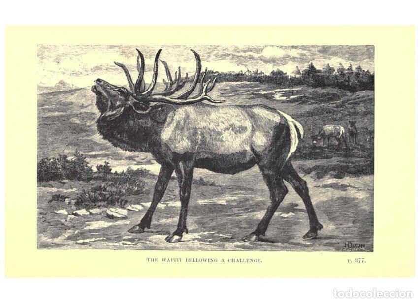 Collection Magazines and Newspapers: Reproducci&oacute;n/Reproduction 6505691631: Wild beasts and their ways London,Macmillan and co.,1890 - Sam