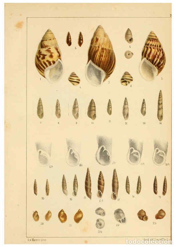 Collezionismo di Riviste e Giornali: Reproducci&oacute;n/Reproduction 6472371361: Die Preussische expedition nach Ost-Asien. bd.2. Berlin :K&ouml;nig