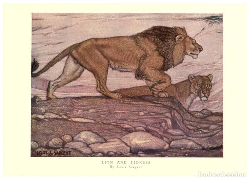 Coleccionismo de revistas y peri&oacute;dicos: Reproducci&oacute;n/Reproduction 6505638941: The wild beasts of the world. v.1. London :T. C. & E. C. Jack,