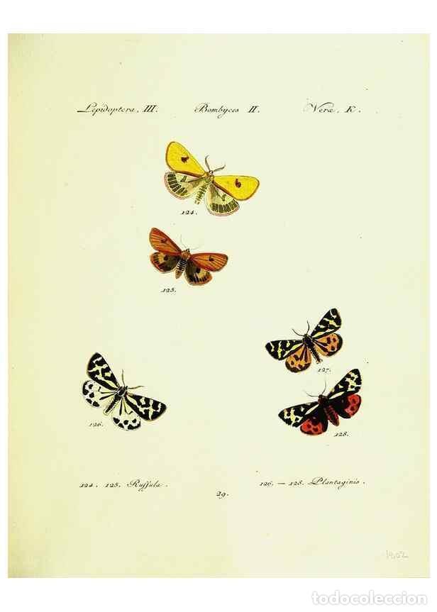 Sammeln von Zeitschriften und Zeitungen: Reproducci&oacute;n/Reproduction 9099356401: H&uuml;bner's papilio. S.l. :s.n.,1796-1841 - H&uuml;bner, Jacob,