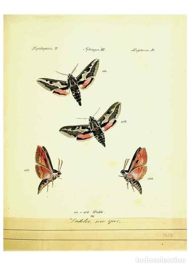 Sammeln von Zeitschriften und Zeitungen: Reproducci&oacute;n/Reproduction 9099317367: H&uuml;bner's papilio. S.l. :s.n.,1796-1841 - H&uuml;bner, Jacob,