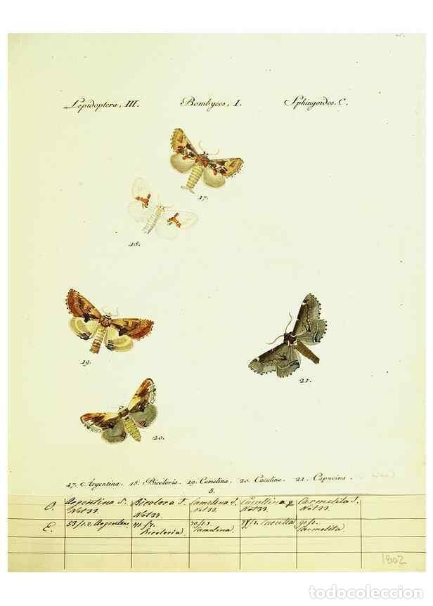 Sammeln von Zeitschriften und Zeitungen: Reproducci&oacute;n/Reproduction 9101555408: H&uuml;bner's papilio. S.l. :s.n.,1796-1841 - H&uuml;bner, Jacob,