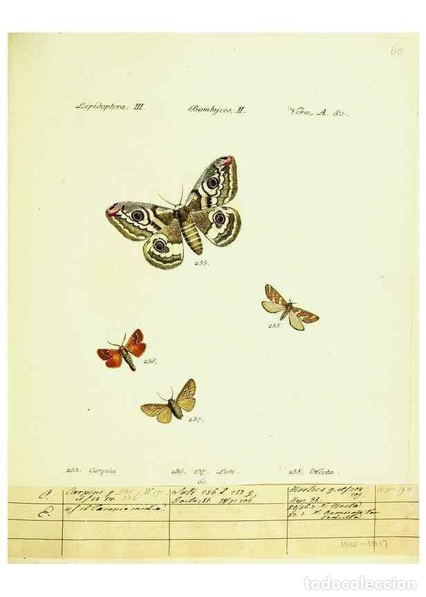 Sammeln von Zeitschriften und Zeitungen: Reproducci&oacute;n/Reproduction 9101627688: H&uuml;bner's papilio. S.l. :s.n.,1796-1841 - H&uuml;bner, Jacob,