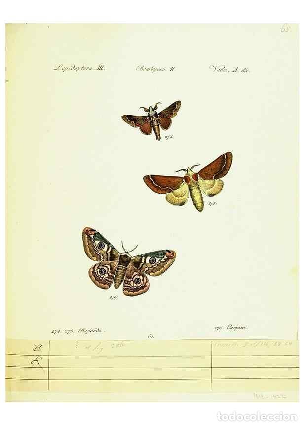 Sammeln von Zeitschriften und Zeitungen: Reproducci&oacute;n/Reproduction 9101636498: H&uuml;bner's papilio. S.l. :s.n.,1796-1841 - H&uuml;bner, Jacob,
