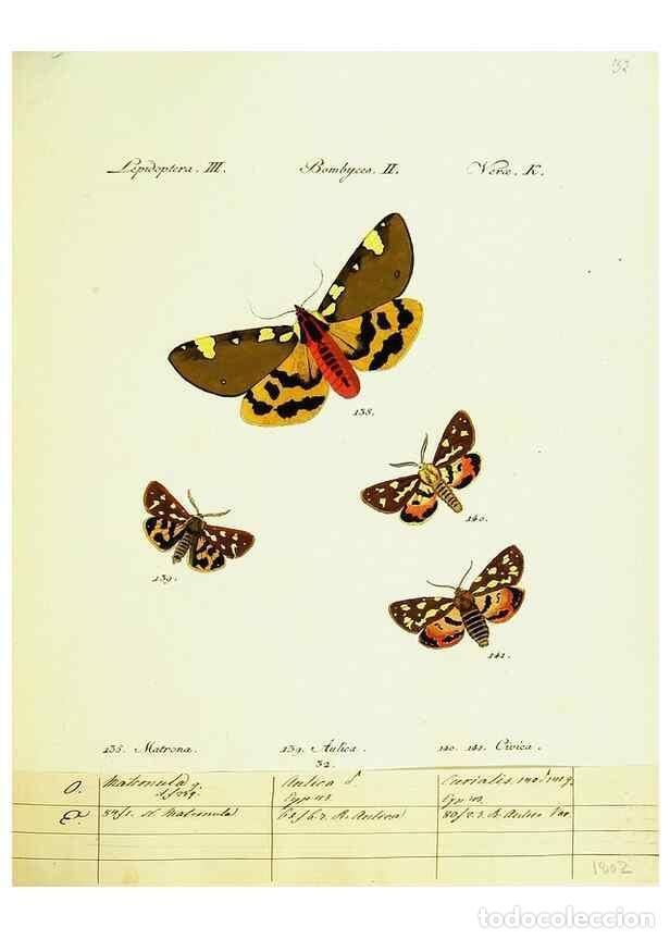 Sammeln von Zeitschriften und Zeitungen: Reproducci&oacute;n/Reproduction 9101591404: H&uuml;bner's papilio. S.l. :s.n.,1796-1841 - H&uuml;bner, Jacob,