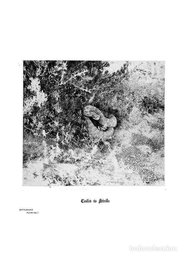 Coleccionismo de Revistas y Peri&oacute;dicos: Reproducci&oacute;n/Reproduction 6880491642: Hoofs, claws and antlers of the Rocky Mountains, by the camera