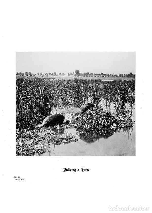 Coleccionismo de Revistas y Peri&oacute;dicos: Reproducci&oacute;n/Reproduction 7026589963: Hoofs, claws and antlers of the Rocky Mountains, by the camera