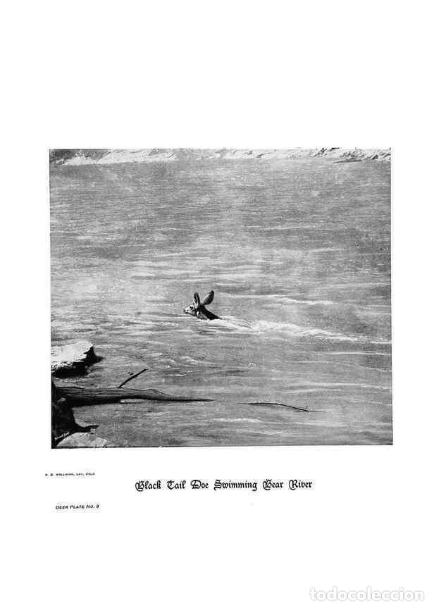 Coleccionismo de Revistas y Peri&oacute;dicos: Reproducci&oacute;n/Reproduction 7026582991: Hoofs, claws and antlers of the Rocky Mountains, by the camera