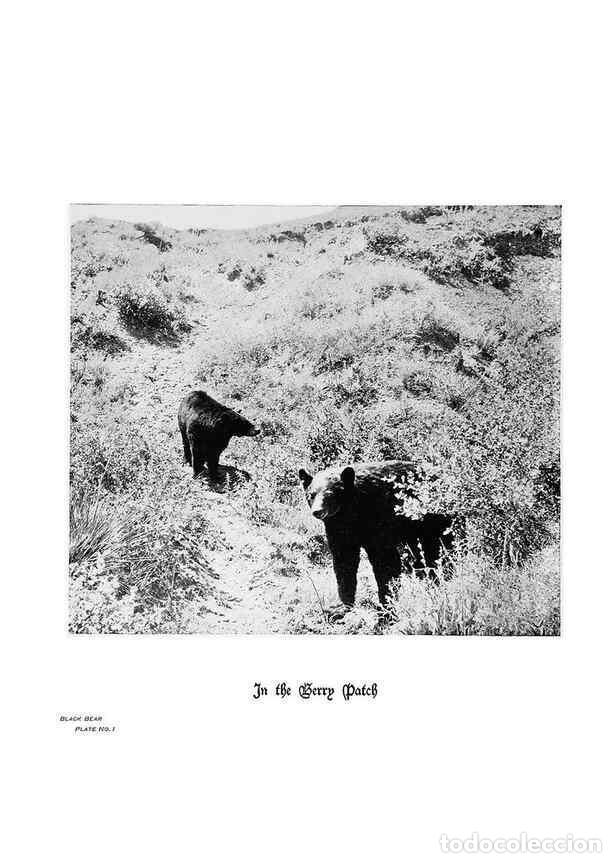 Coleccionismo de Revistas y Peri&oacute;dicos: Reproducci&oacute;n/Reproduction 6880489692: Hoofs, claws and antlers of the Rocky Mountains, by the camera