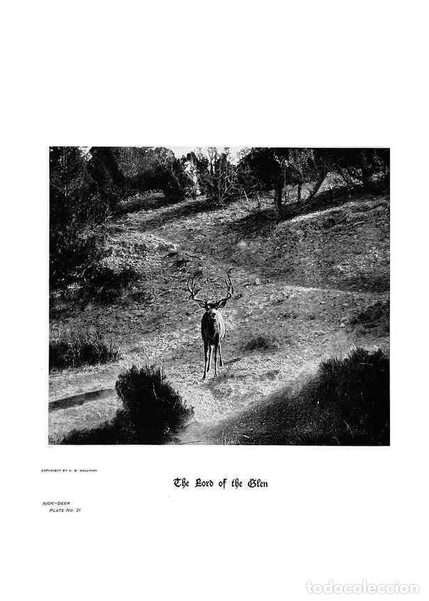 Coleccionismo de Revistas y Peri&oacute;dicos: Reproducci&oacute;n/Reproduction 7026583361: Hoofs, claws and antlers of the Rocky Mountains, by the camera