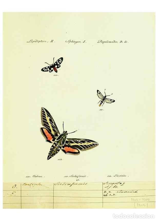 Sammeln von Zeitschriften und Zeitungen: Reproducci&oacute;n/Reproduction 9099301405: H&uuml;bner's papilio. S.l. :s.n.,1796-1841 - H&uuml;bner, Jacob,