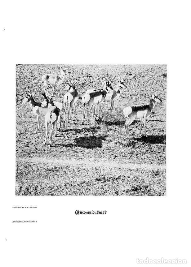 Coleccionismo de Revistas y Peri&oacute;dicos: Reproducci&oacute;n/Reproduction 7026585155: Hoofs, claws and antlers of the Rocky Mountains, by the camera