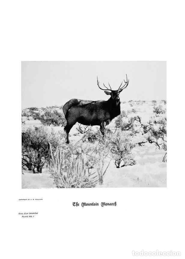 Coleccionismo de Revistas y Peri&oacute;dicos: Reproducci&oacute;n/Reproduction 7026586577: Hoofs, claws and antlers of the Rocky Mountains, by the camera