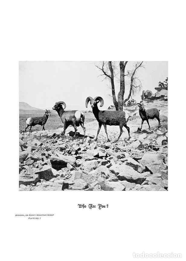 Coleccionismo de Revistas y Peri&oacute;dicos: Reproducci&oacute;n/Reproduction 6880488228: Hoofs, claws and antlers of the Rocky Mountains, by the camera