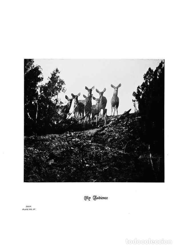 Coleccionismo de Revistas y Peri&oacute;dicos: Reproducci&oacute;n/Reproduction 7026594041: Hoofs, claws and antlers of the Rocky Mountains, by the camera