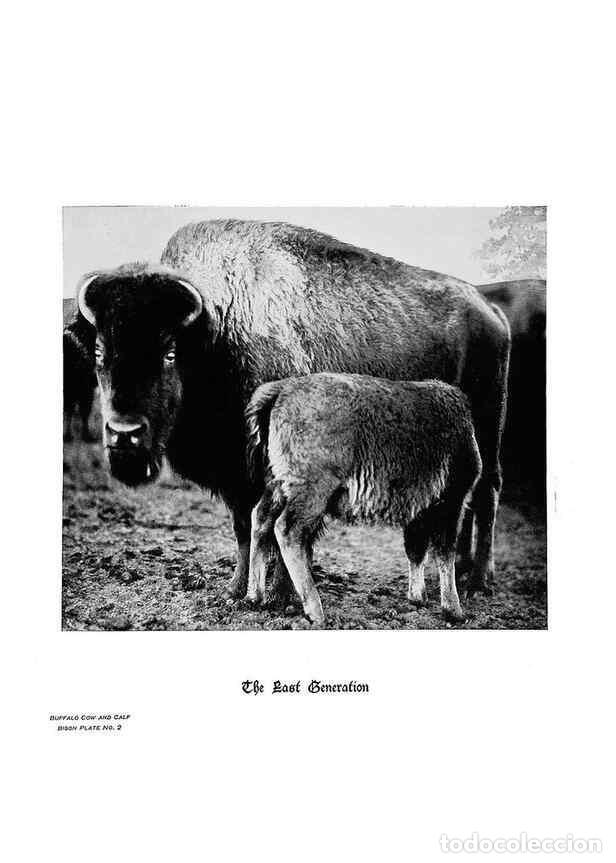 Coleccionismo de Revistas y Peri&oacute;dicos: Reproducci&oacute;n/Reproduction 6880489372: Hoofs, claws and antlers of the Rocky Mountains, by the camera