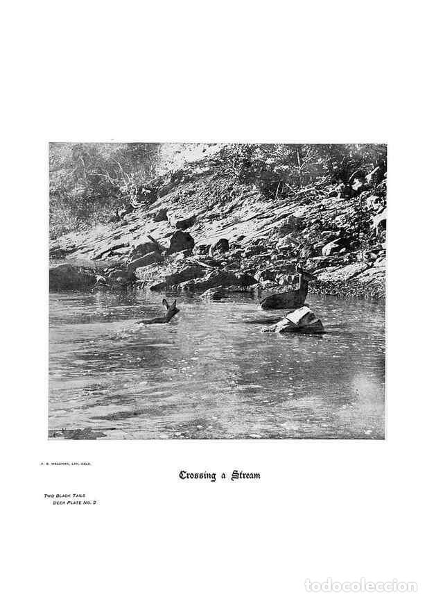 Coleccionismo de Revistas y Peri&oacute;dicos: Reproducci&oacute;n/Reproduction 7026583737: Hoofs, claws and antlers of the Rocky Mountains, by the camera