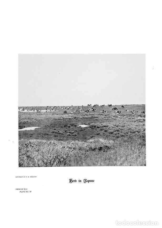 Coleccionismo de Revistas y Peri&oacute;dicos: Reproducci&oacute;n/Reproduction 7026587199: Hoofs, claws and antlers of the Rocky Mountains, by the camera