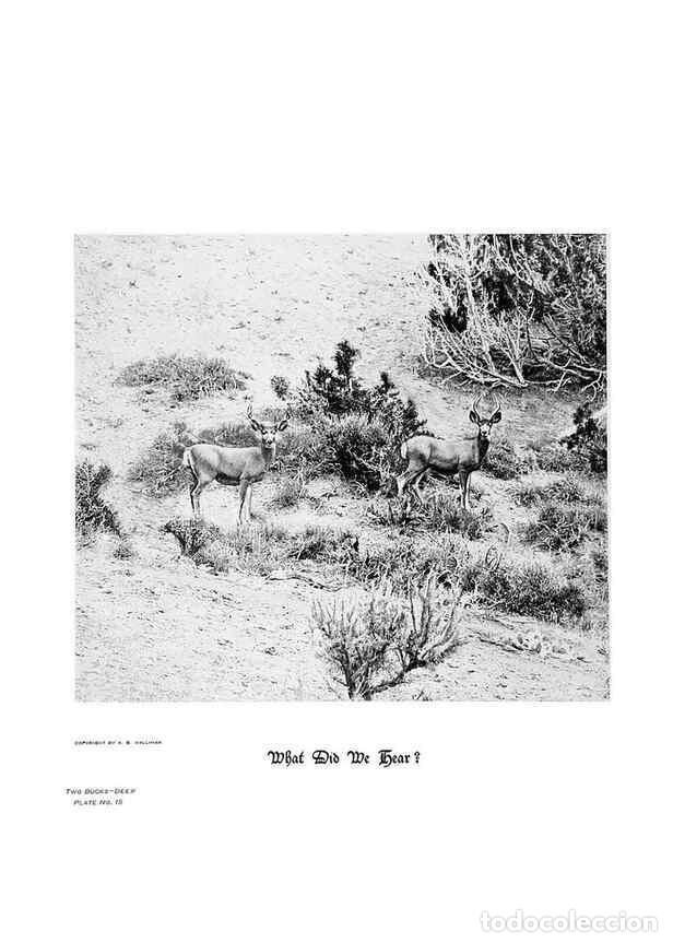 Coleccionismo de Revistas y Peri&oacute;dicos: Reproducci&oacute;n/Reproduction 6880482768: Hoofs, claws and antlers of the Rocky Mountains, by the camera