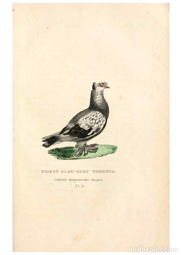 Sammeln von Zeitschriften und Zeitungen: Reproducci&oacute;n/Reproduction 6896437240: Les pigeons. Paris,Audot,1824. - Boitard, Pierre,