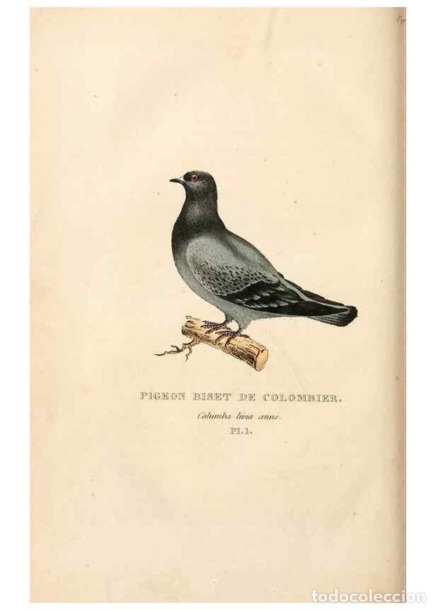 Collection Magazines and Newspapers: Reproducci&oacute;n/Reproduction 6896434954: Les pigeons. Paris,Audot,1824. - Boitard, Pierre,