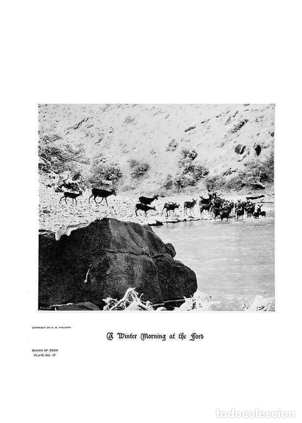 Coleccionismo de Revistas y Peri&oacute;dicos: Reproducci&oacute;n/Reproduction 6880482452: Hoofs, claws and antlers of the Rocky Mountains, by the camera