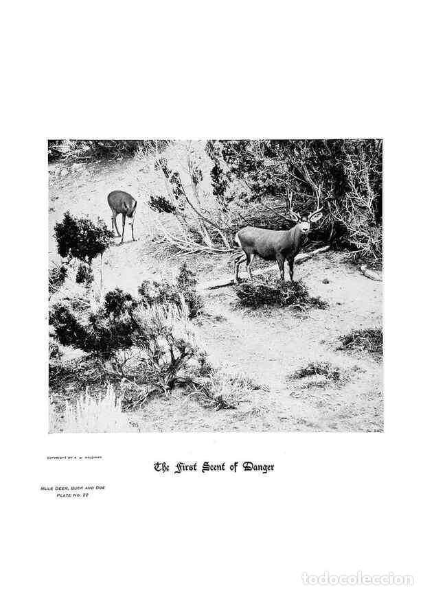 Coleccionismo de Revistas y Peri&oacute;dicos: Reproducci&oacute;n/Reproduction 6880482184: Hoofs, claws and antlers of the Rocky Mountains, by the camera