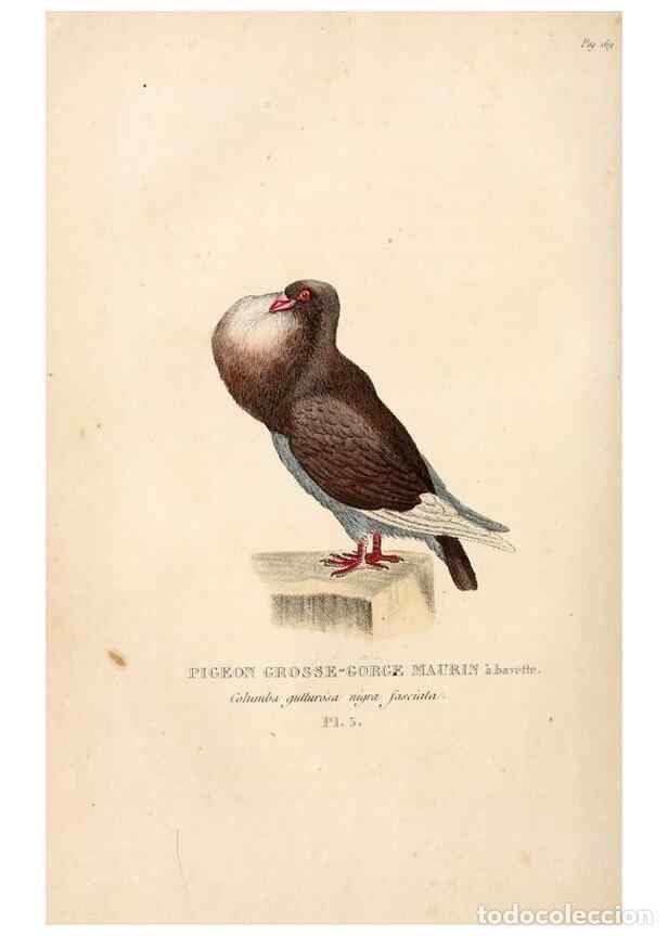 Colecionismo de Revistas e Jornais: Reproducci&oacute;n/Reproduction 6896438100: Les pigeons. Paris,Audot,1824. - Boitard, Pierre,