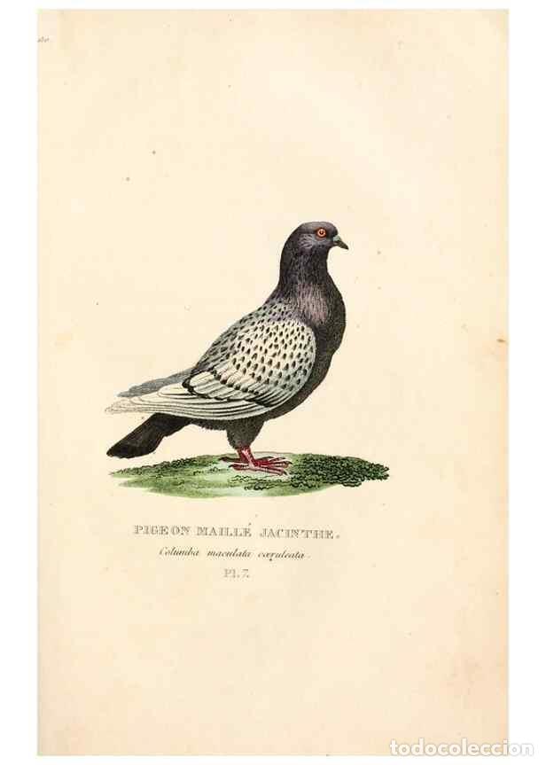 Colecionismo de Revistas e Jornais: Reproducci&oacute;n/Reproduction 7042535825: Les pigeons. Paris,Audot,1824. - Boitard, Pierre,