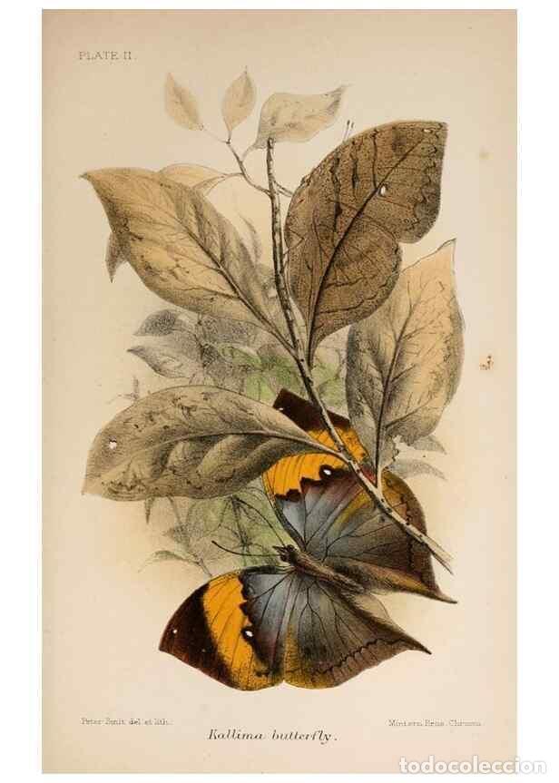 Colecionismo de Revistas e Jornais: Reproducci&oacute;n/Reproduction 7042621499: Animal coloration;. London,S. Sonnenschein & co.;1892. - Bedda