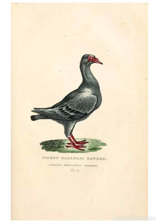 Sammeln von Zeitschriften und Zeitungen: Reproducci&oacute;n/Reproduction 7042537315: Les pigeons. Paris,Audot,1824. - Boitard, Pierre,