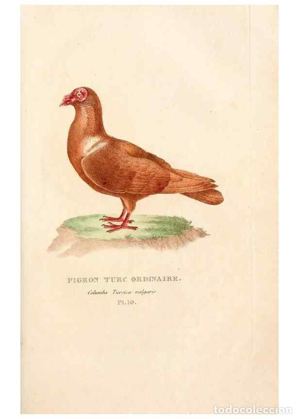 Colecionismo de Revistas e Jornais: Reproducci&oacute;n/Reproduction 6896441468: Les pigeons. Paris,Audot,1824. - Boitard, Pierre,