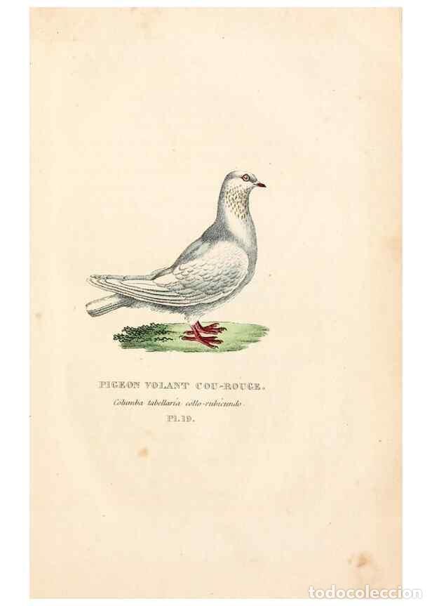 Collection Magazines and Newspapers: Reproducci&oacute;n/Reproduction 7042543221: Les pigeons. Paris,Audot,1824. - Boitard, Pierre,