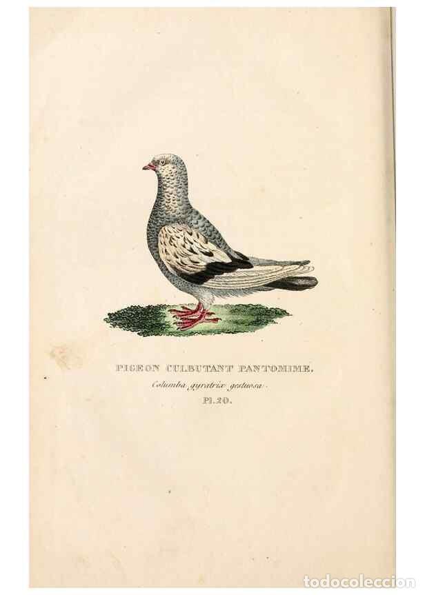 Colecionismo de Revistas e Jornais: Reproducci&oacute;n/Reproduction 6896447516: Les pigeons. Paris,Audot,1824. - Boitard, Pierre,
