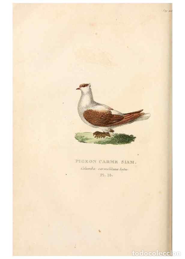 Coleccionismo de Revistas y Peri&oacute;dicos: Reproducci&oacute;n/Reproduction 7042541647: Les pigeons. Paris,Audot,1824. - Boitard, Pierre,