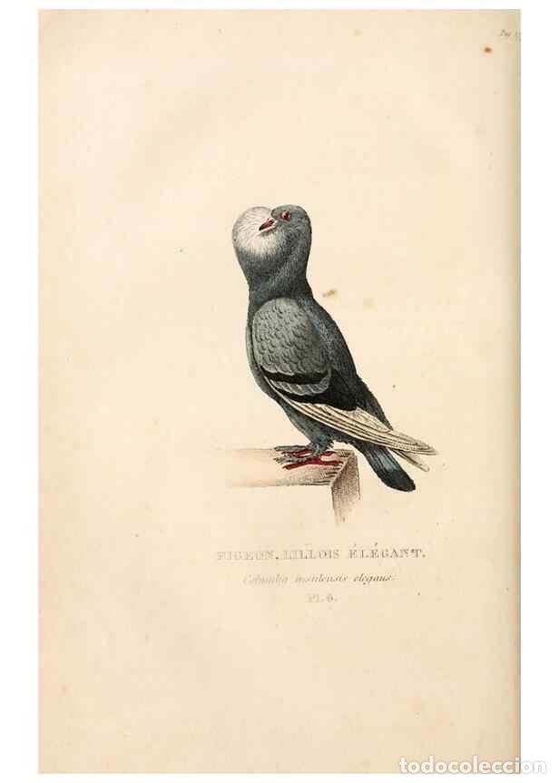 Colecionismo de Revistas e Jornais: Reproducci&oacute;n/Reproduction 6896438622: Les pigeons. Paris,Audot,1824. - Boitard, Pierre,