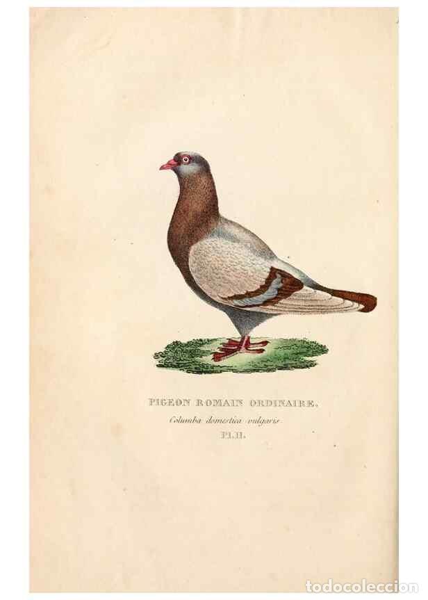 Collectionnisme de Revues et Journaux: Reproducci&oacute;n/Reproduction 6896442020: Les pigeons. Paris,Audot,1824. - Boitard, Pierre,