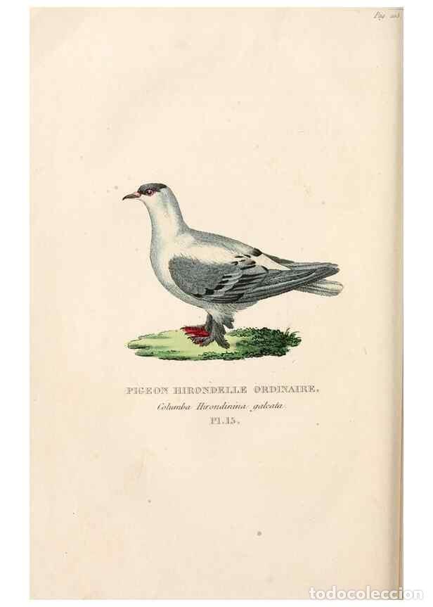 Colecionismo de Revistas e Jornais: Reproducci&oacute;n/Reproduction 7042541125: Les pigeons. Paris,Audot,1824. - Boitard, Pierre,
